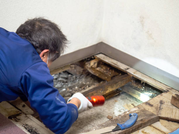 Best HVAC Mold Remediation in Walker, MI
