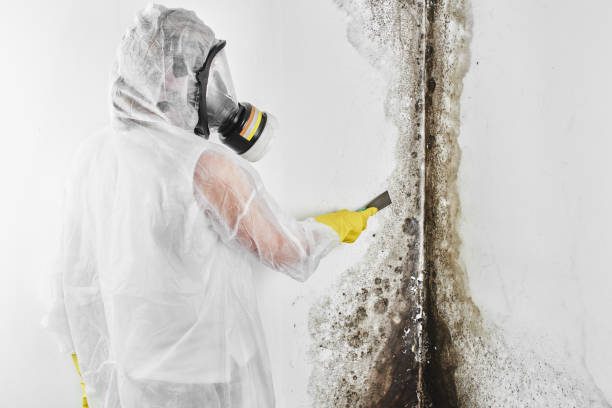 Best Post-Flood Mold Remediation in Walker, MI