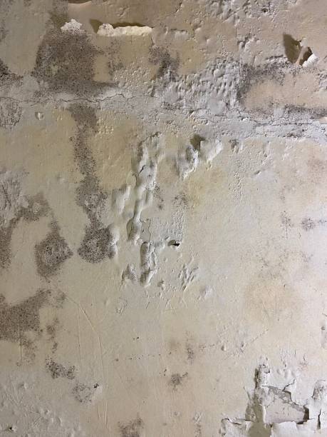 Best White Mold Remediation in Walker, MI